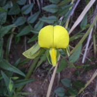 <i>Crotalaria multiflora</i>  Benth.